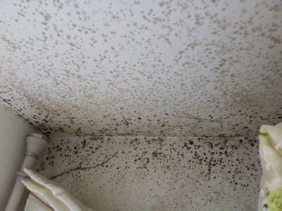 煙廠廠房防靜電墻體發(fā)霉