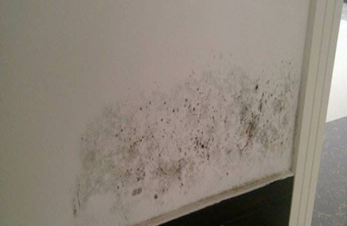 告別醫(yī)院墻面霉變！塑立得抗菌涂料防霉效果超神